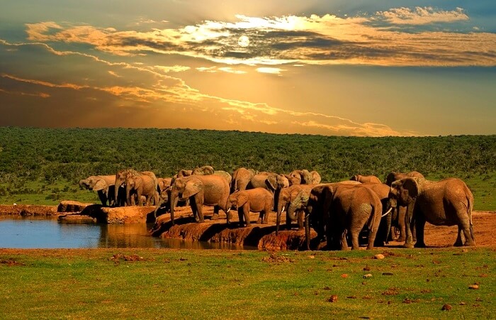 Addo Elephant National Park  All You Need Know About 