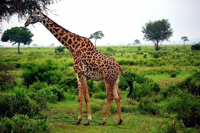 Dehiwala Zoo