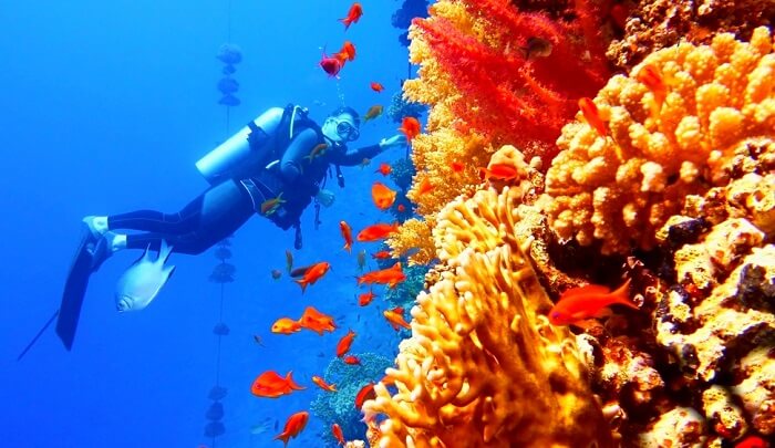 cover for scuba diving in new zealand