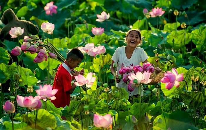 lotus farm