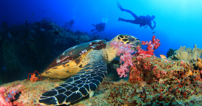 5 Thrilling Places For Enjoying Scuba Diving In Mexico