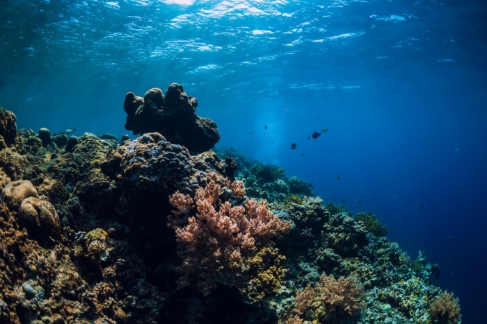 scuba diving