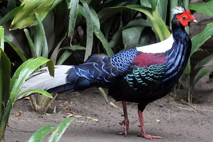 Experience Beautiful Birds Wildlife Sanctuary