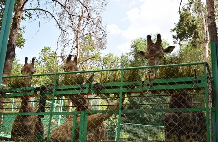Zoo View