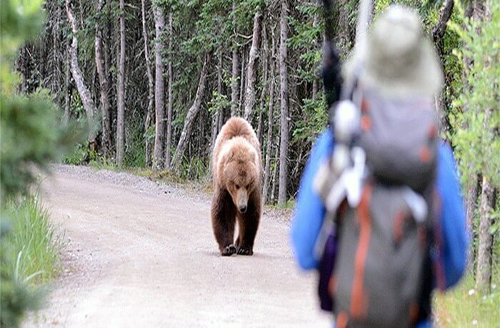 Bear Aware Classes
