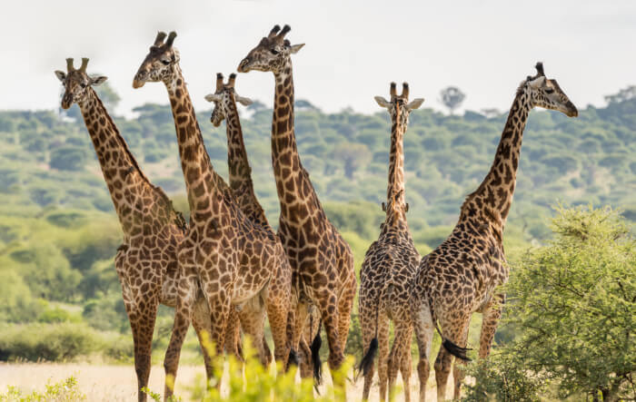 Experience the best of Tanzania In October