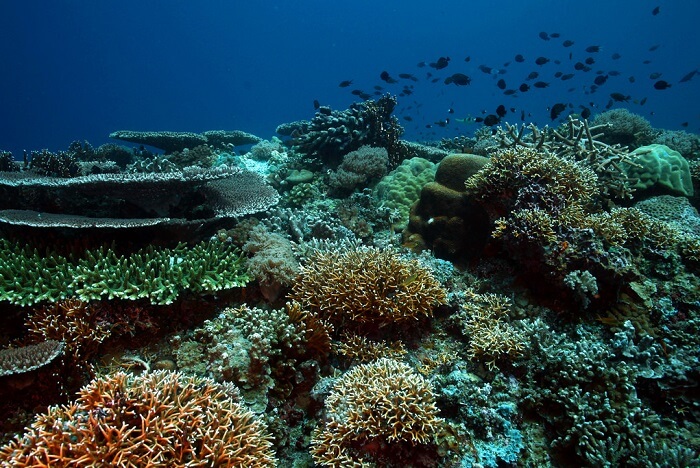 Captivating Atolls world