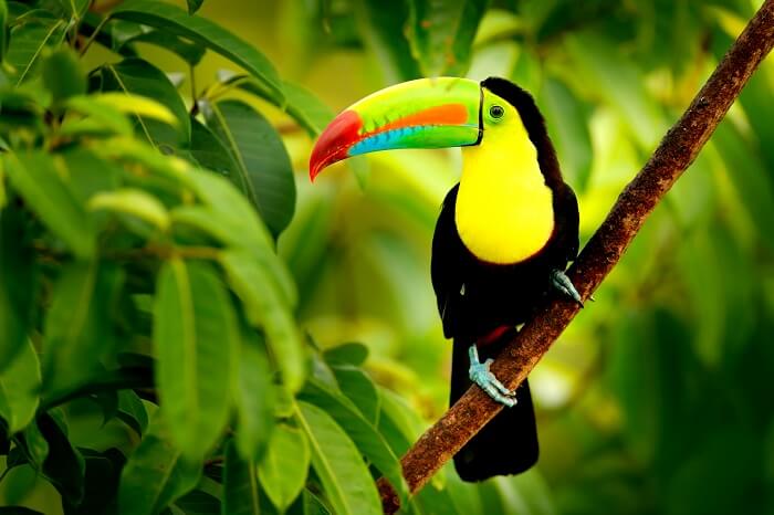 Costa Rica (Cover)
