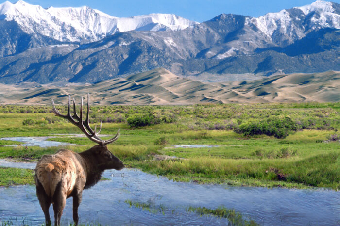 A mountain deer at Great Sand Dunes National Park