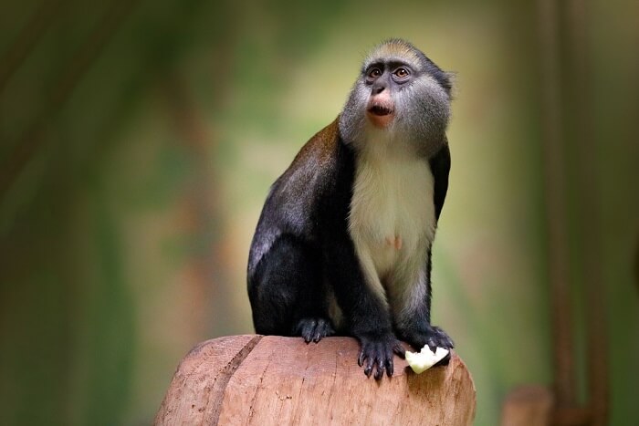 Zoos in Ghana