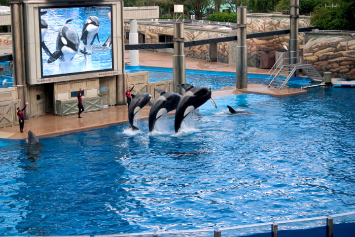 Dubai Dolphinarium in Dubai