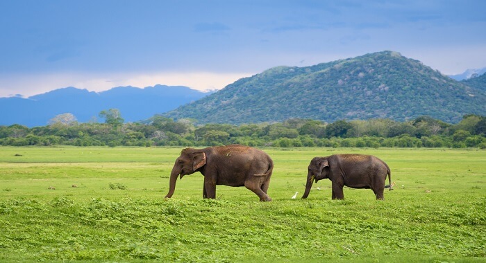Kaudulla National Park