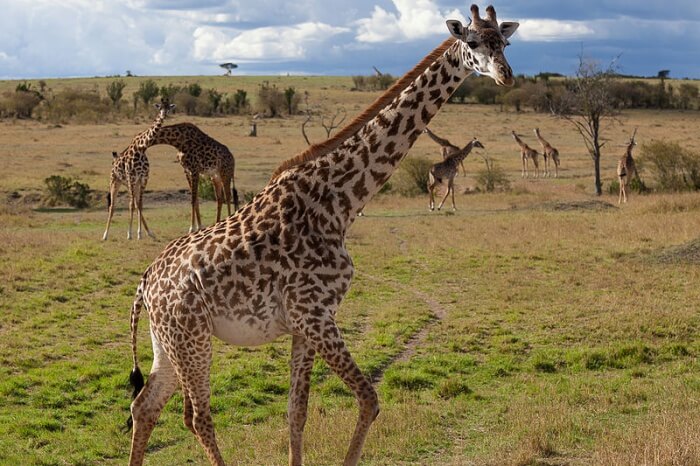 Maasai Mara National Reserve