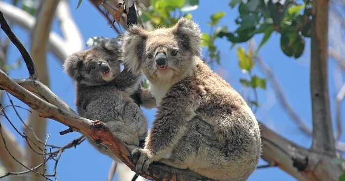 6-best-zoos-in-melbourne-for-a-unique-encounter-in-the-city