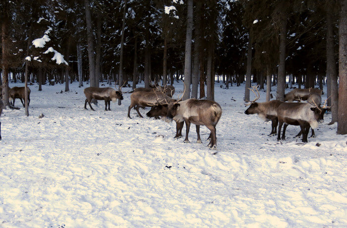 Reindeer Farm