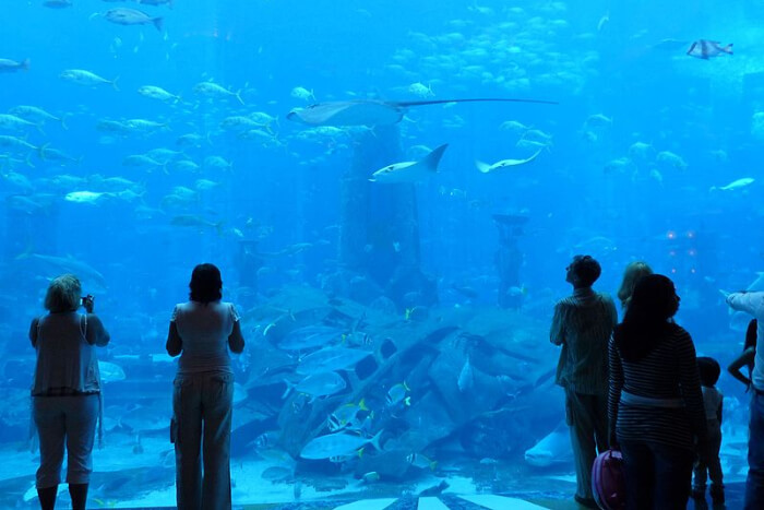 The Lost Chambers Aquarium in Dubai