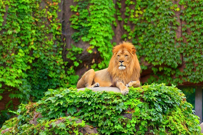 zoo