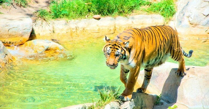 10 Zoos In Los Angeles For An Adventure-filled Holiday!