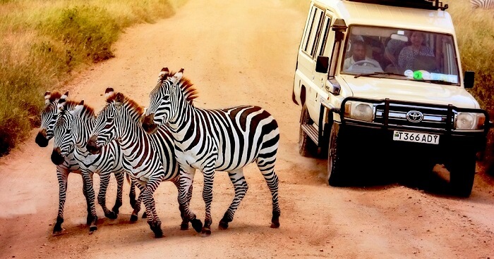 10 Wonderful Wildlife In Tanzania To Spot On Your Safari!