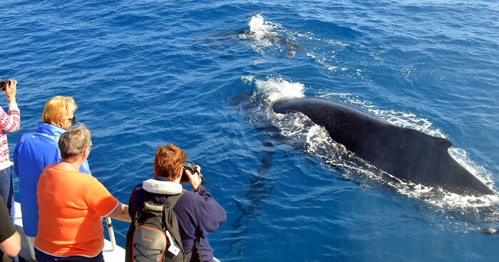 Your Comprehensive Guide To Whale Watching In Mirissa