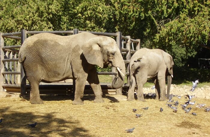 About-Ramat-Gan-Safari-Park-2nd