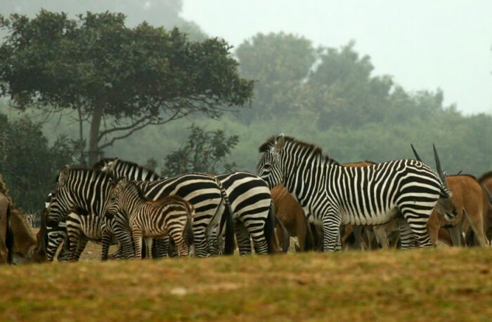 About Ramat Gan Safari Park
