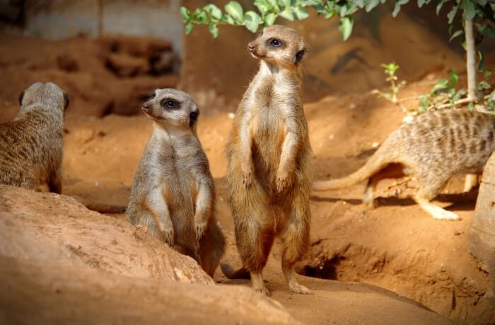 Activities Offered At Ramat Gan Safari In Israel