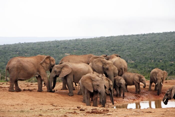 Addo Elephant National Park