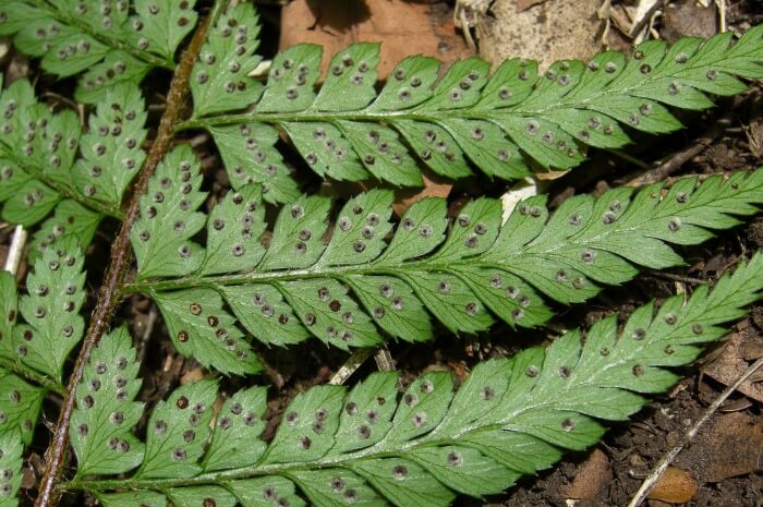 Aleutian Shield Fern
