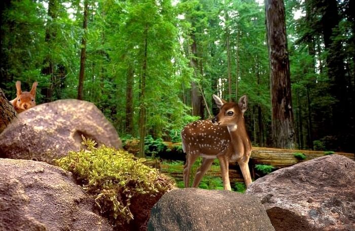 Animal Sightseeing
