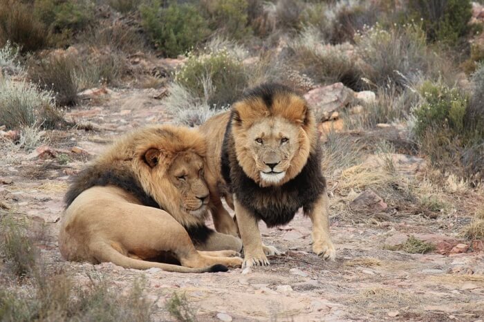 Aquila Private Game Reserve
