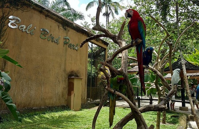 Bali Bird Park Activities