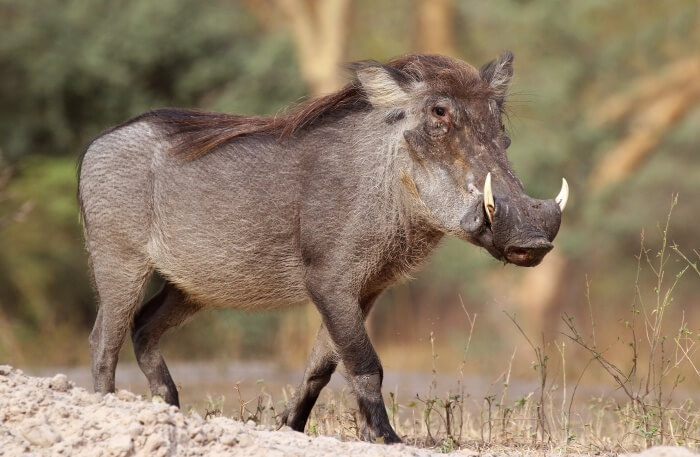 Wild Animal