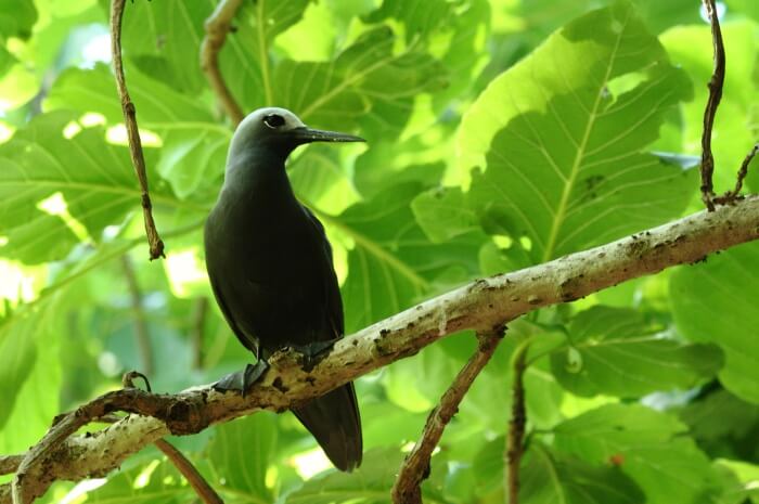 Best Time To Visit Aride Island Nature Reserve
