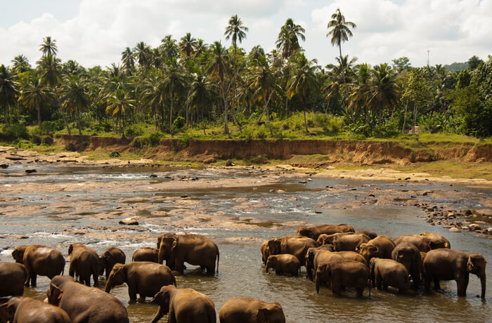 Best Time To Visit Udawalawe National Park