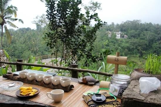 Best Time to Visit The Coffee Plantation