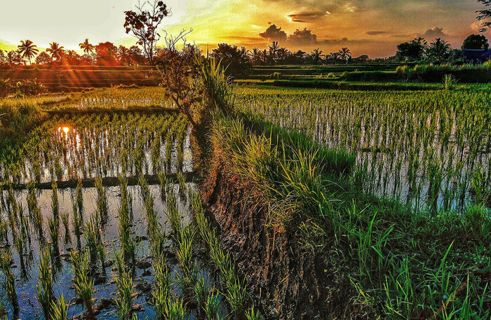 Farm view