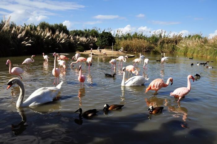 Bird Park, Malta