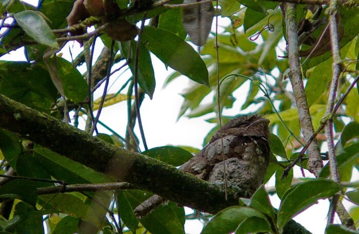 Bird watching
