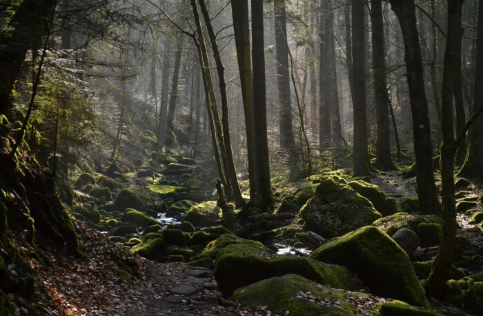 Black Forest