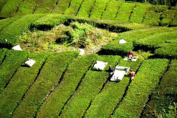 Bois Cheri Tea Factory