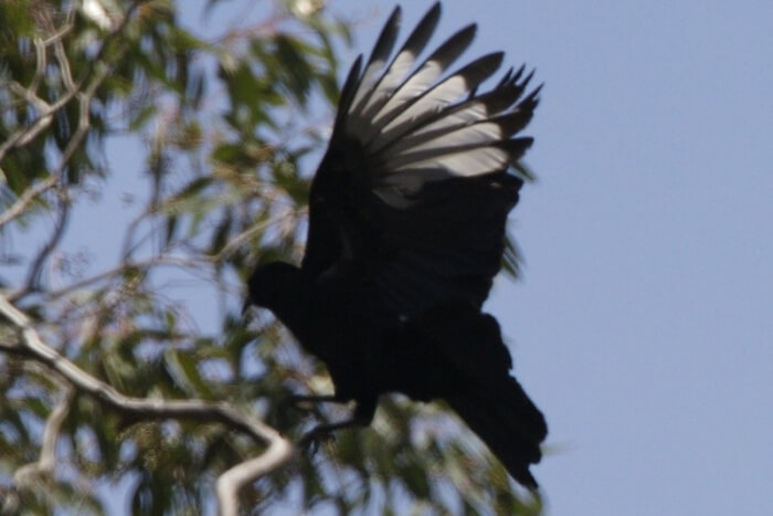Brisbane Ranges National Park