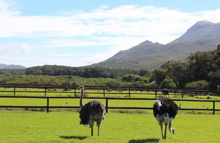 Ostrich Farm