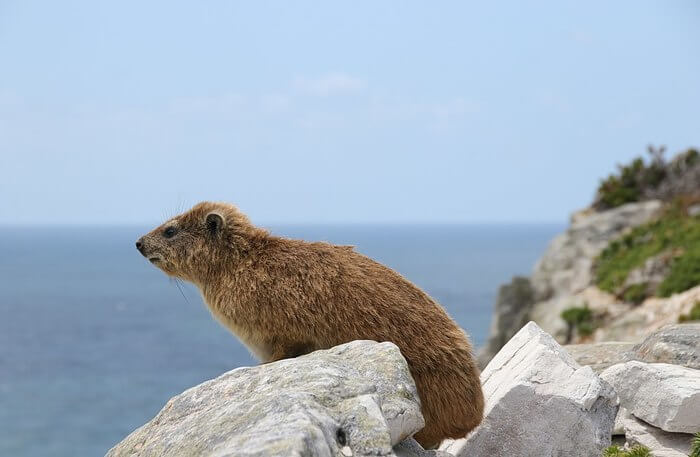 Cape of Good Hope