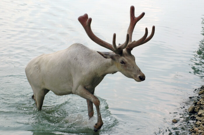 Caribou