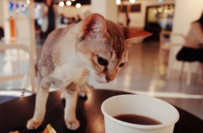 Cat Café Melbourne