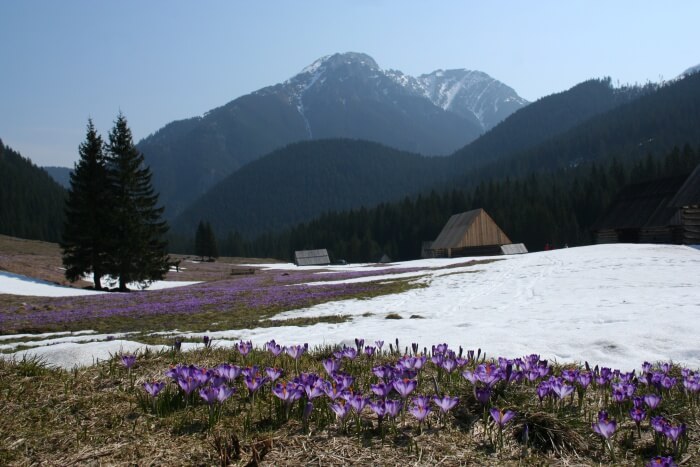Chocholowska Valley