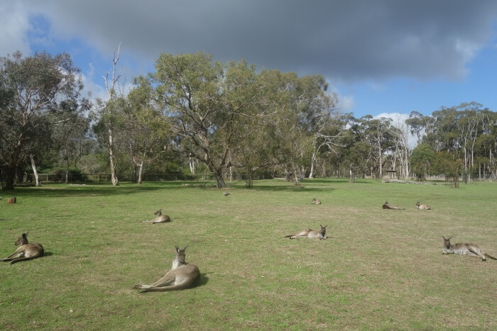 Cleland Conservation Park