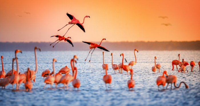 A flock of flamingos