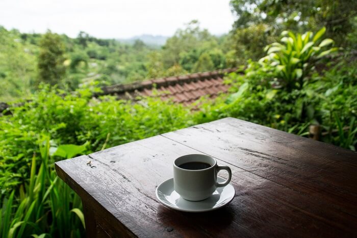 coffee plantation in bali pulina